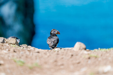 Atlantic puffin (Fratercula arctica) on Skomer Island, Wales