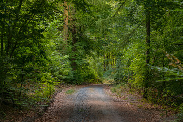 Fototapeta premium A scenic forest path through a green mixed forest