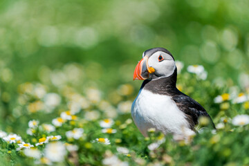 Atlantic puffin (Fratercula arctica) on Skomer Island, Wales