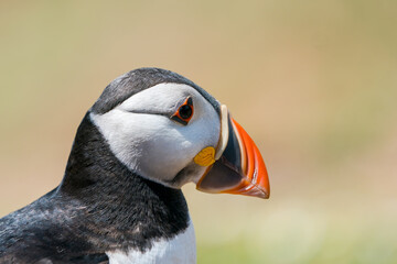 Naklejka premium Atlantic puffin (Fratercula arctica) portrait on Skomer Island, Wales