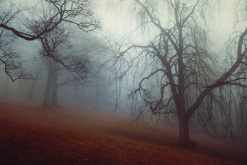 Silhouette of chestnut trees in foggy forest