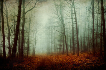 Trail amidst bare trees in foggy forest