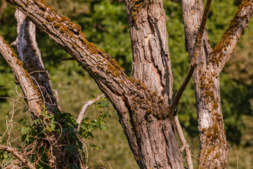 Dead branches of a large dead tree after hot summer in Germany