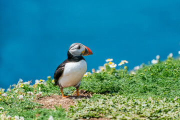Atlantic puffin (Fratercula arctica) on Skomer Island, Wales.