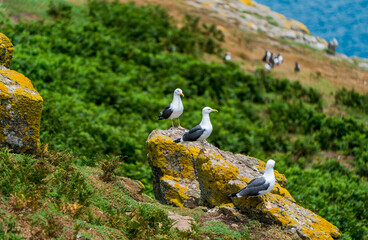 Lesser black-backed gulls (Larus fuscus) on Skomer Island, Wales