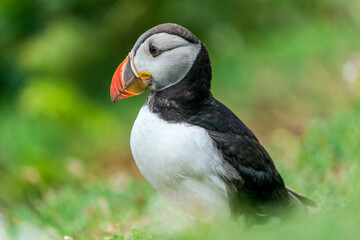 Fototapeta premium Atlantic puffin (Fratercula arctica) on Skomer Island, Wales.