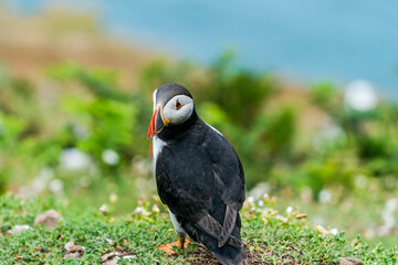 Atlantic puffin (Fratercula arctica) on Skomer Island, Wales.