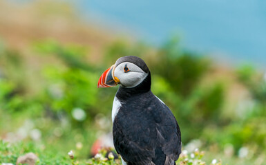 Atlantic puffin (Fratercula arctica) on Skomer Island, Wales.