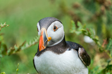 Atlantic puffin (Fratercula arctica) on Skomer Island, Wales.