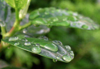 Raindrops on the green Leaves after the rain, in the morning looks wet and fresh.