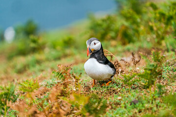Atlantic puffin (Fratercula arctica) on Skomer Island, Wales.