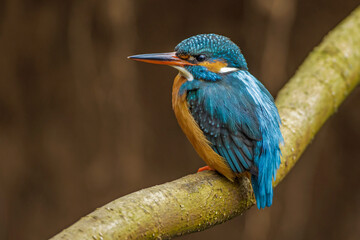 Eisvogel (Alcedo atthis) Weibchen