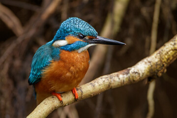 Eisvogel (Alcedo atthis) Männchen