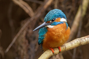Eisvogel (Alcedo atthis) Männchen