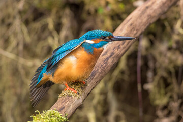 Eisvogel (Alcedo atthis) Männchen