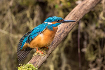 Eisvogel (Alcedo atthis) Männchen