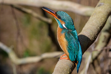 Eisvogel (Alcedo atthis) Weibchen