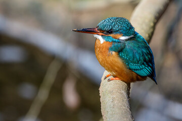 Eisvogel (Alcedo atthis) Weibchen