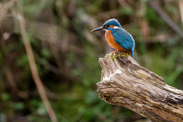 Eisvogel (Alcedo atthis) Männchen