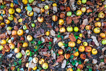 Apples rotting on ground in summer