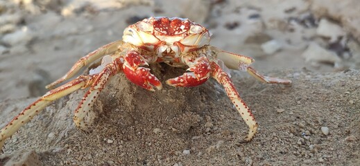 Crab on the beach
