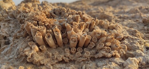 fossil coral © Ramex