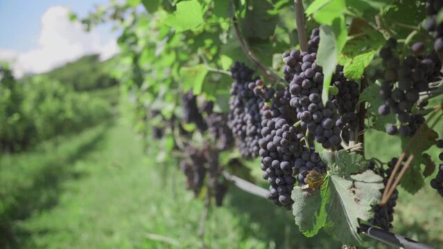 HD of the red grapes in a vineyard in north Italy, Trentino