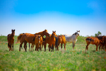 Fototapeta na wymiar A herd of horses graze in the meadow in summer and spring, the concept of cattle breeding, with space for text.