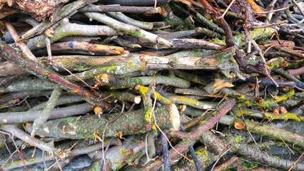 Thin woods, Shrubs.
