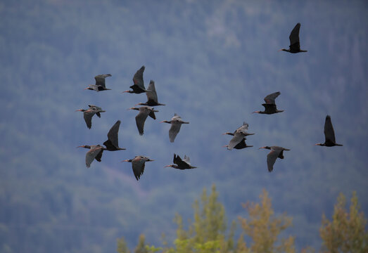 Flock of northern bald ibises (Geronticus eremita) in flight