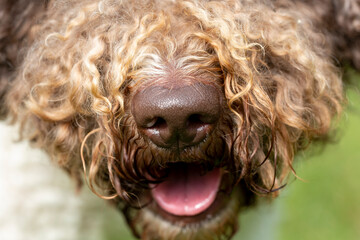 Closeup shot of a dogs nose. The dog breed is lagotto romagnolo which is known to have enormous capability to use it's nose.