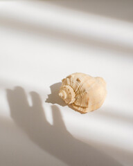 Isolated natural shell on a white table. Light and shadow of the hand in the frame. Concept visual. Creative content for blogs, social networks. Still life modern composition. Minimalistic, simplicity