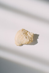 Isolated natural shell on a white table. Light and shadow in the frame. Concept visual. Creative content for blogs and social networks. Still life modern composition. Minimalistic and simplicity.