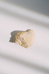 Isolated natural shell on a white table. Light and shadow in the frame. Concept visual. Creative content for blogs and social networks. Still life modern composition. Minimalistic and simplicity.