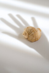 Isolated natural shell on a white table. Light and shadow of the hand in the frame. Concept visual. Creative content for blogs, social networks. Still life modern composition. Minimalistic, simplicity