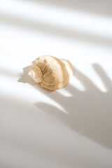 Fototapeta na wymiar Isolated natural shell on a white table. Light and shadow of the hand in the frame. Concept visual. Creative content for blogs, social networks. Still life modern composition. Minimalistic, simplicity