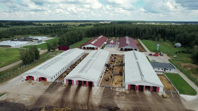 Countryside farm, cows are resting in the pens, view of farm buildings and hangars from a height.