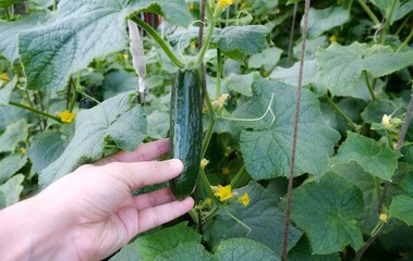 Obraz premium Fresh cucumbers in the garden.