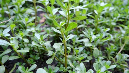 Purslane plant.