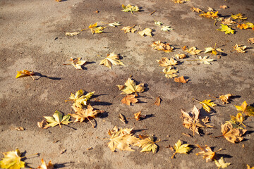 Fallen yellow maple leaves on the pavement on an autumn day