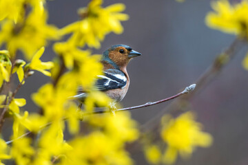 Buchfink (Fringilla coelebs) Männchen