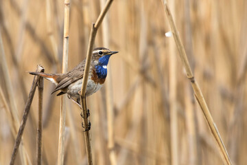 Weißsterniges Blaukehlchen (Luscinia svecica) Männchen