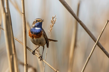 Wei&szlig;sterniges Blaukehlchen (Luscinia svecica) M&auml;nnchen