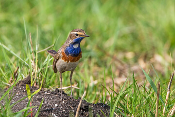 Weißsterniges Blaukehlchen (Luscinia svecica) Männchen