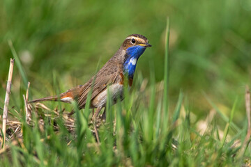 Weißsterniges Blaukehlchen (Luscinia svecica) Männchen