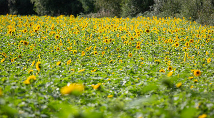 Obraz premium Sunflower field on a sunny day.