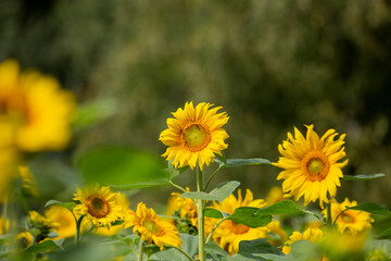 Sunflower field on a sunny day.