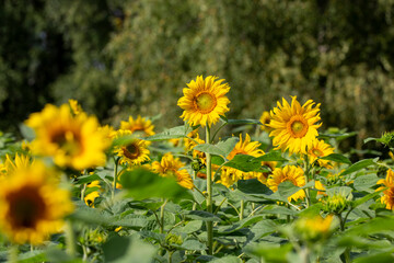 Sunflower field on a sunny day.