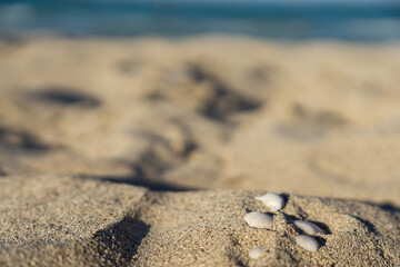 Fototapeta na wymiar Detail of the beach sand with a set of small white shells.