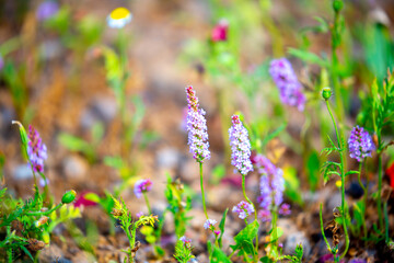 Spring flowers under the rays of sunlight. Lilac flower close-up. Beautiful landscape of nature. Hi spring. Beautiful flowers on a green meadow.